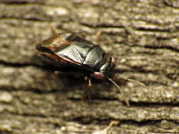 Image of Geocoris uliginosus