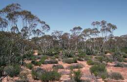 Imagem de Eucalyptus gracilis F. Müll.