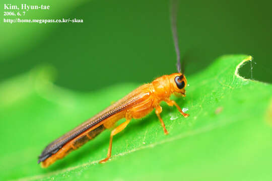 Image of Oberea atropunctata Pic 1916