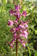 Anacamptis morio subsp. syriaca (E. G. Camus) H. Kretzschmar, Eccarius & H. Dietr.的圖片