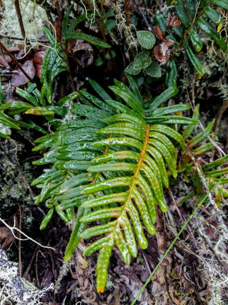 Image of scaly polypody