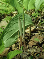 Image of largeflower bellwort