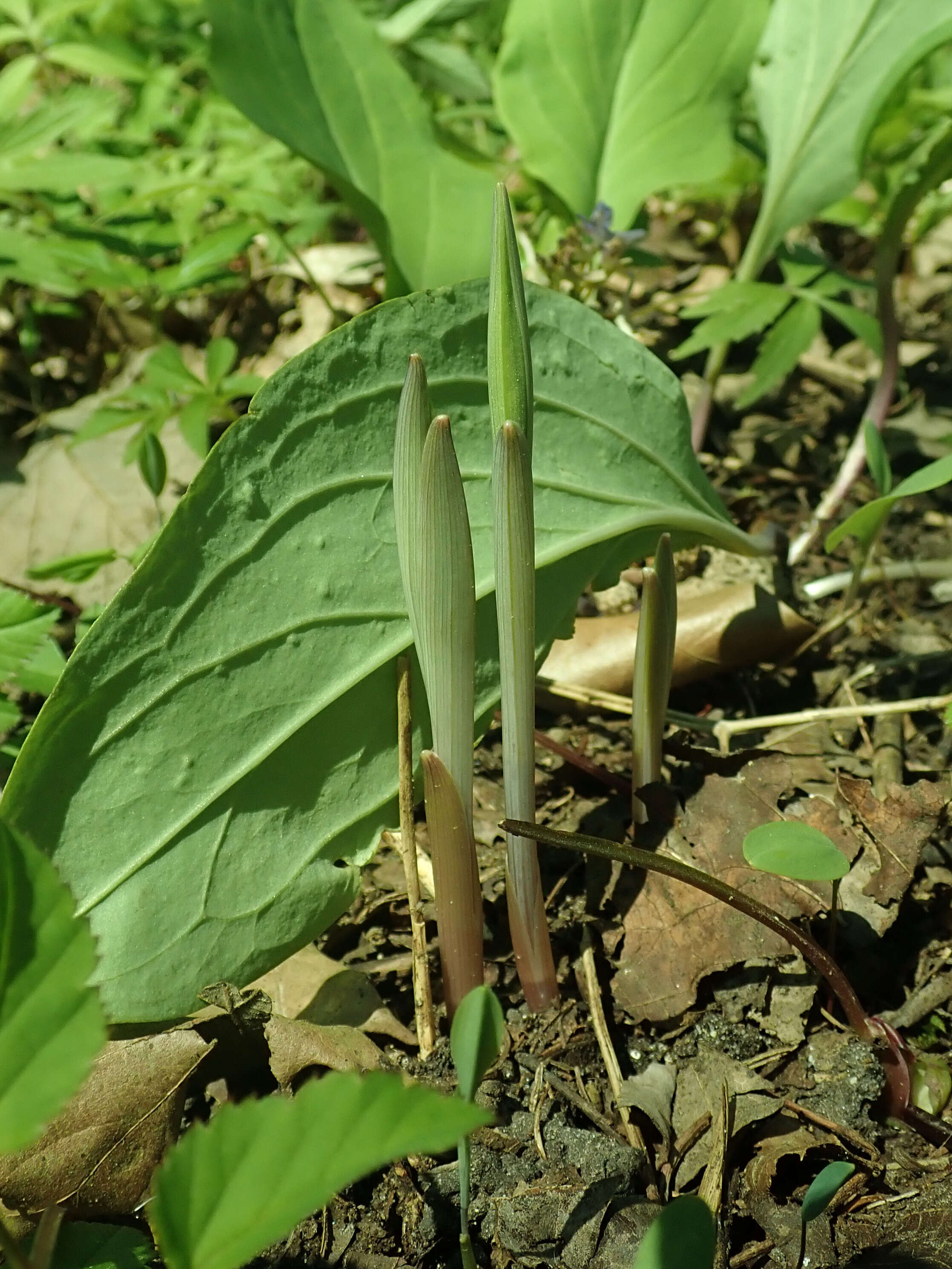 Image of largeflower bellwort