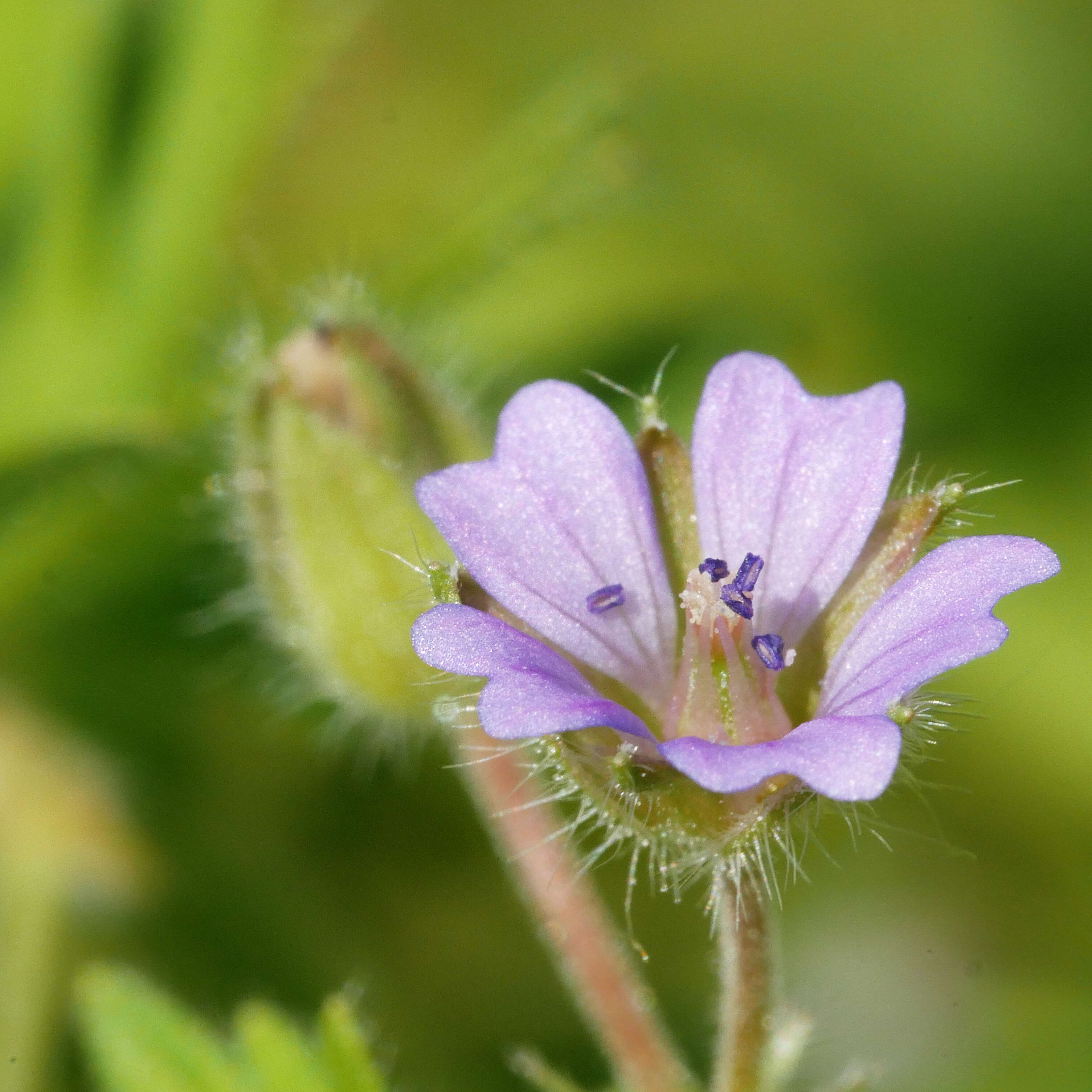 Image of Small-flowered Cranesbill