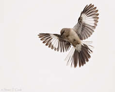 Image of Northern Mockingbird