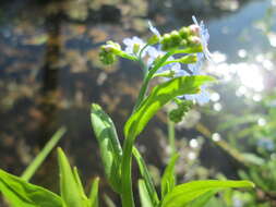 Image of true forget-me-not