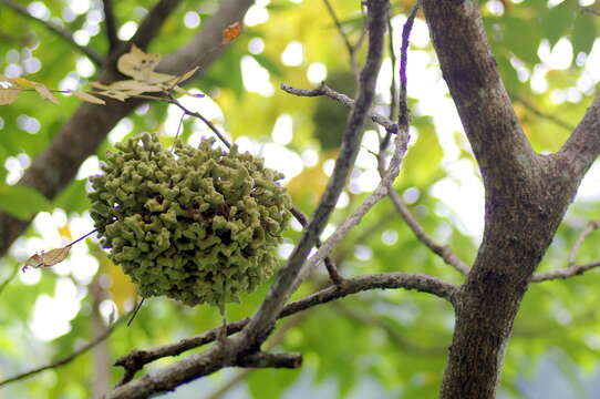 Image of Chinese sumac