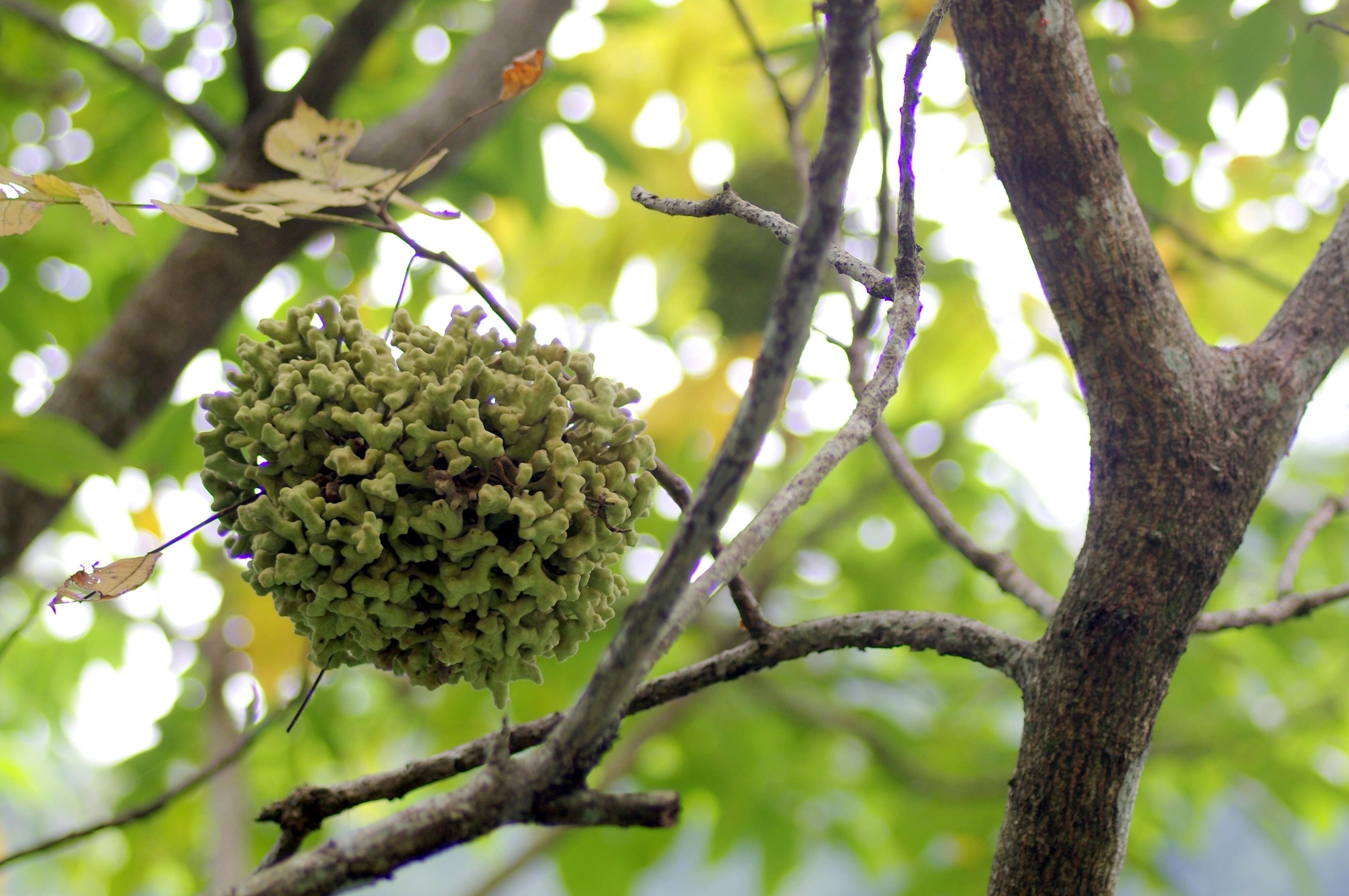 Sivun Rhus chinensis Mill. kuva