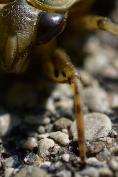 Image of giant water bug