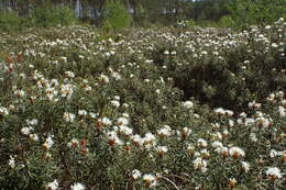 Imagem de Rhododendron tomentosum (Stokes) Harmaja