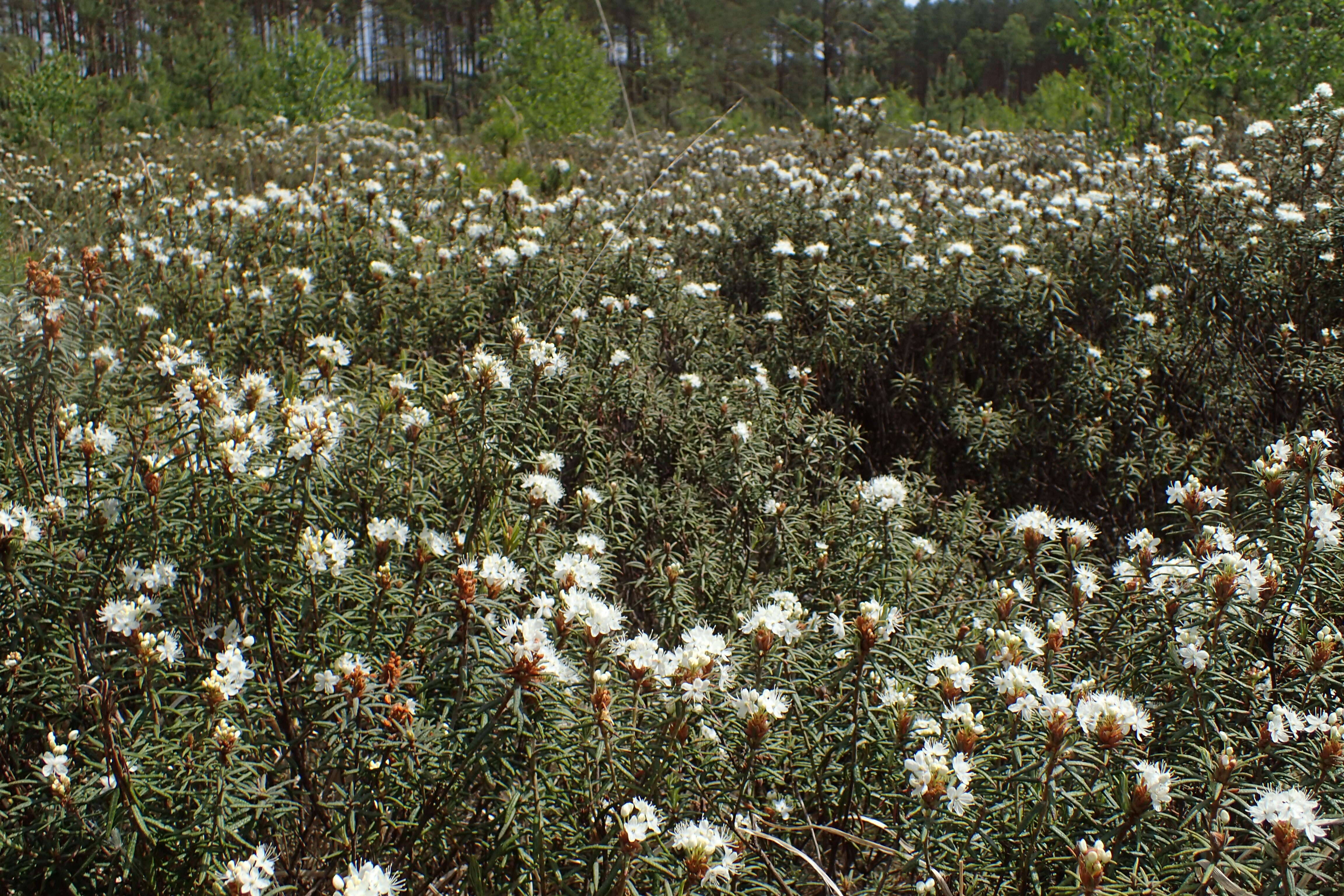 Imagem de Rhododendron tomentosum (Stokes) Harmaja