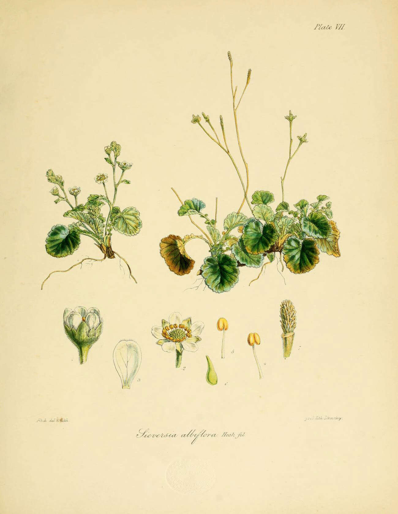 Image de Geum albiflorum (Hook. fil.) Cheesem.