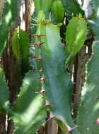 Imagem de Euphorbia triangularis Desf. ex A. Berger