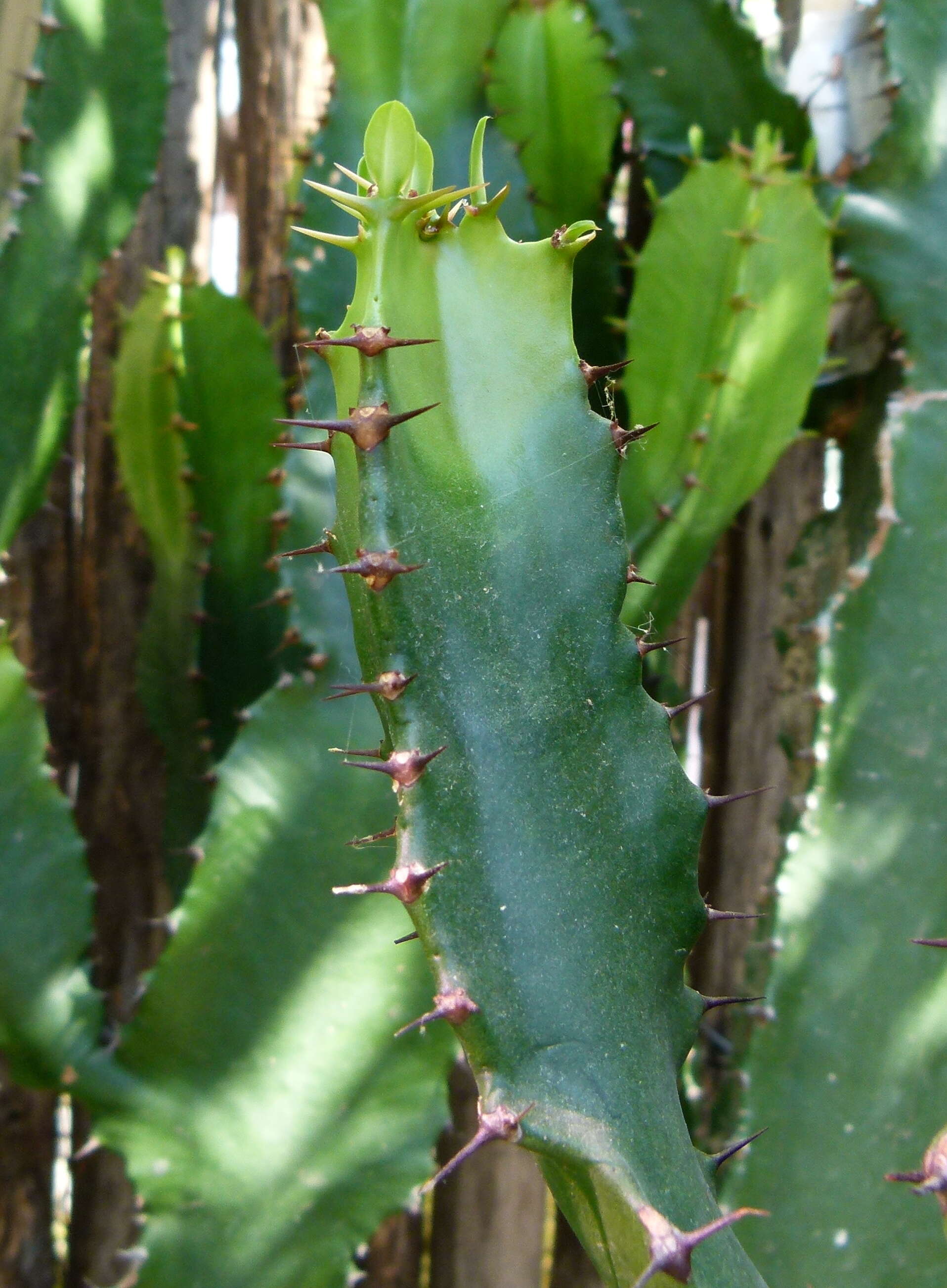 Imagem de Euphorbia triangularis Desf. ex A. Berger