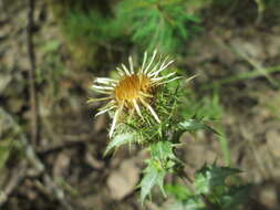 Image of carline thistle