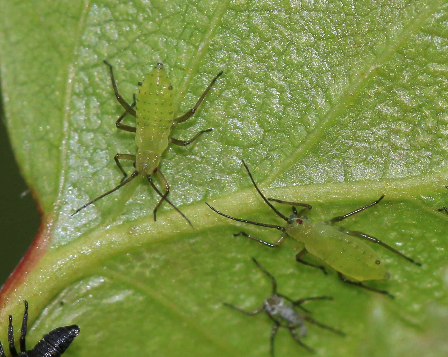 Image of Aphid