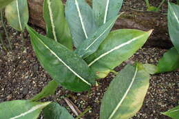 Image of Aglaonema costatum N. E. Br.