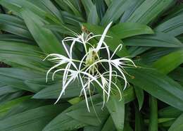 Image of Caribbean spiderlily