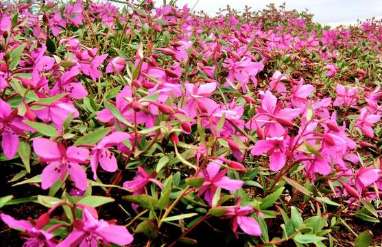 Image of dwarf fireweed