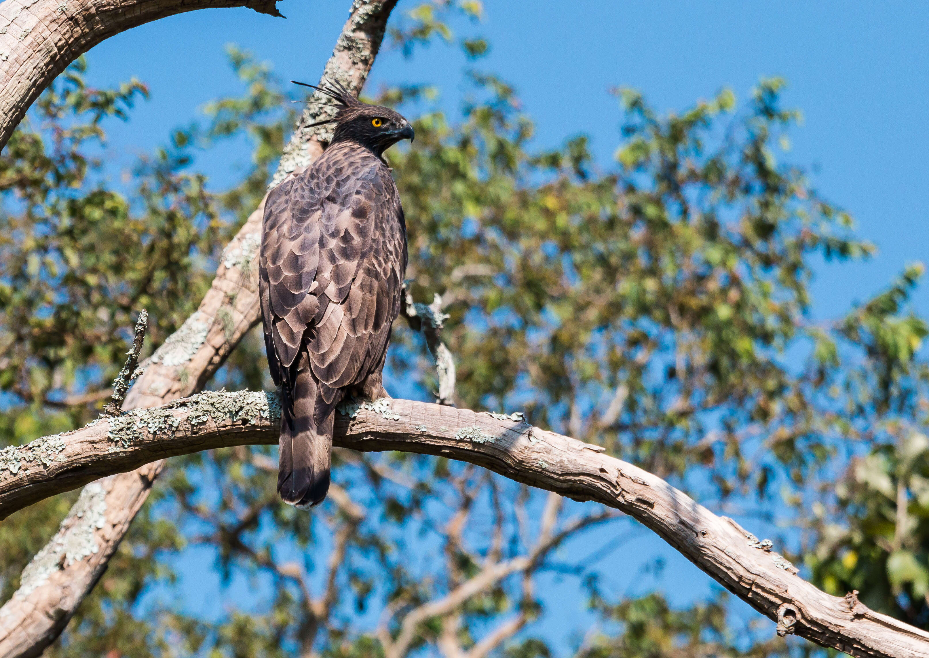 Nisaetus cirrhatus (Gmelin & JF 1788) resmi