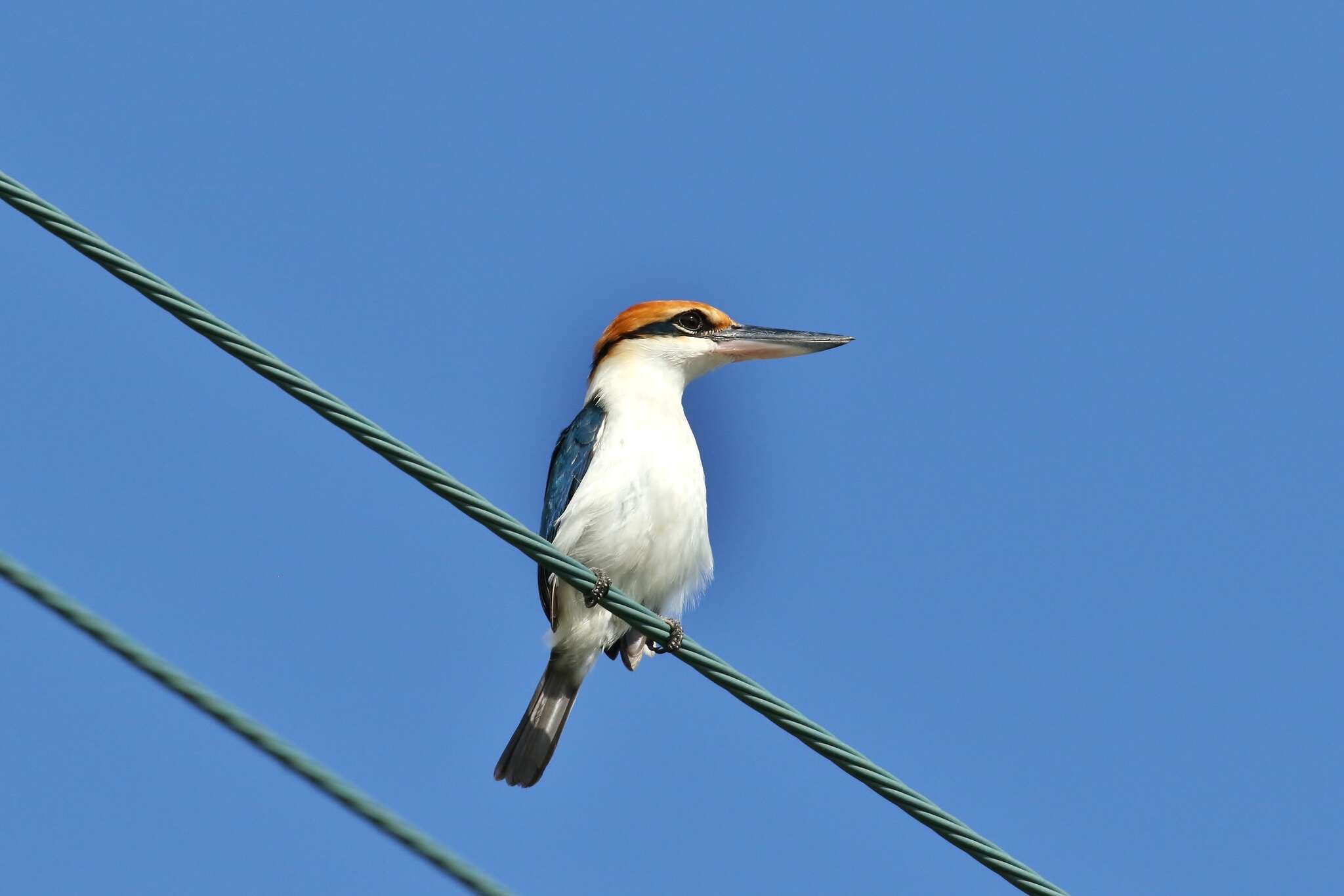 Image of Palau Kingfisher