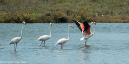 Imagem de Phoenicopterus roseus Pallas 1811