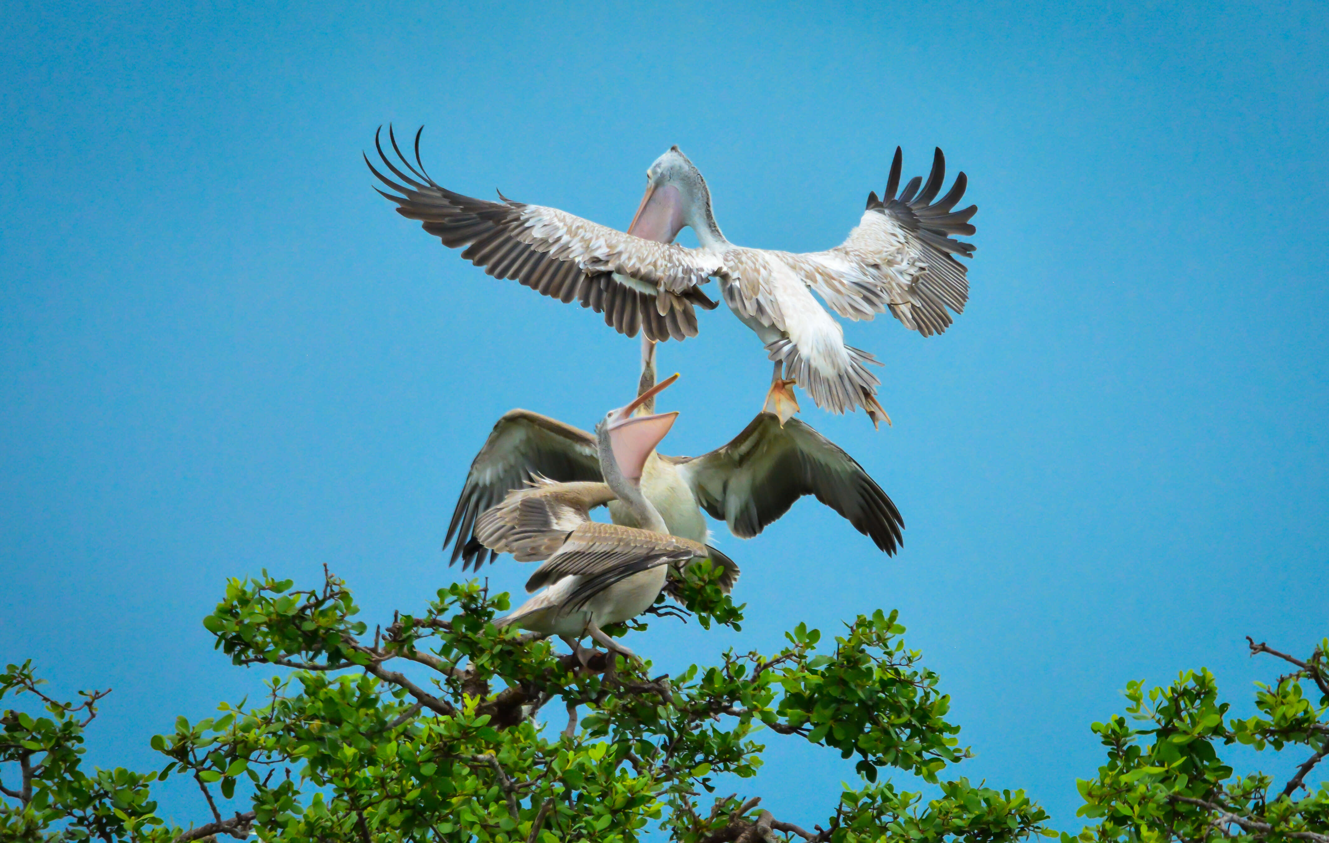 صورة Pelecanus philippensis Gmelin & JF 1789