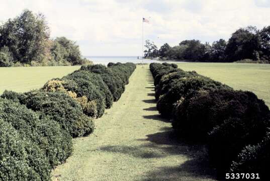 Image of Boxwoods