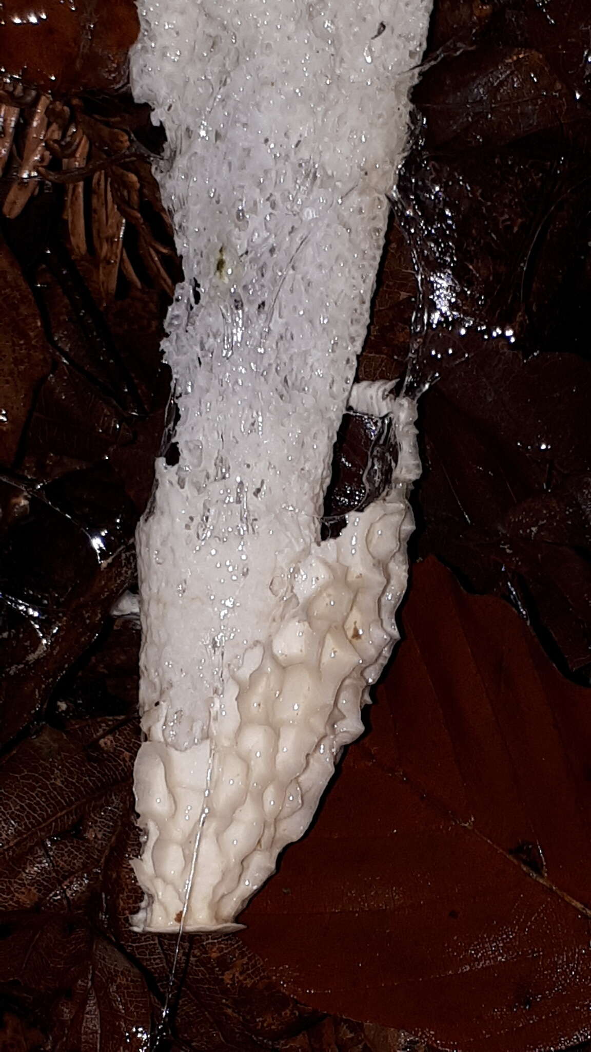 Image of Stinkhorn