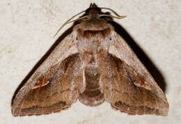 Image of Bellura obliqua