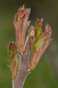 Image of staghorn sumac