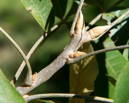 Image of Big-Leaf Magnolia