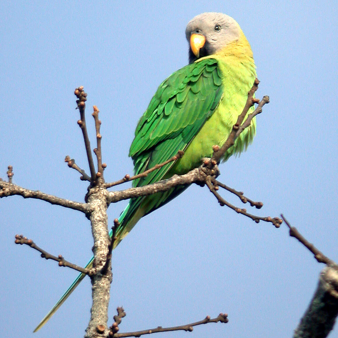 Image of Blossom-headed Parakeet