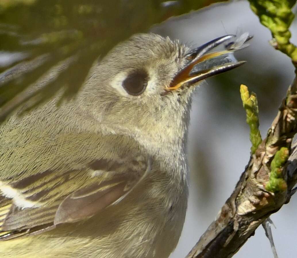 Image of goldcrests and kinglets