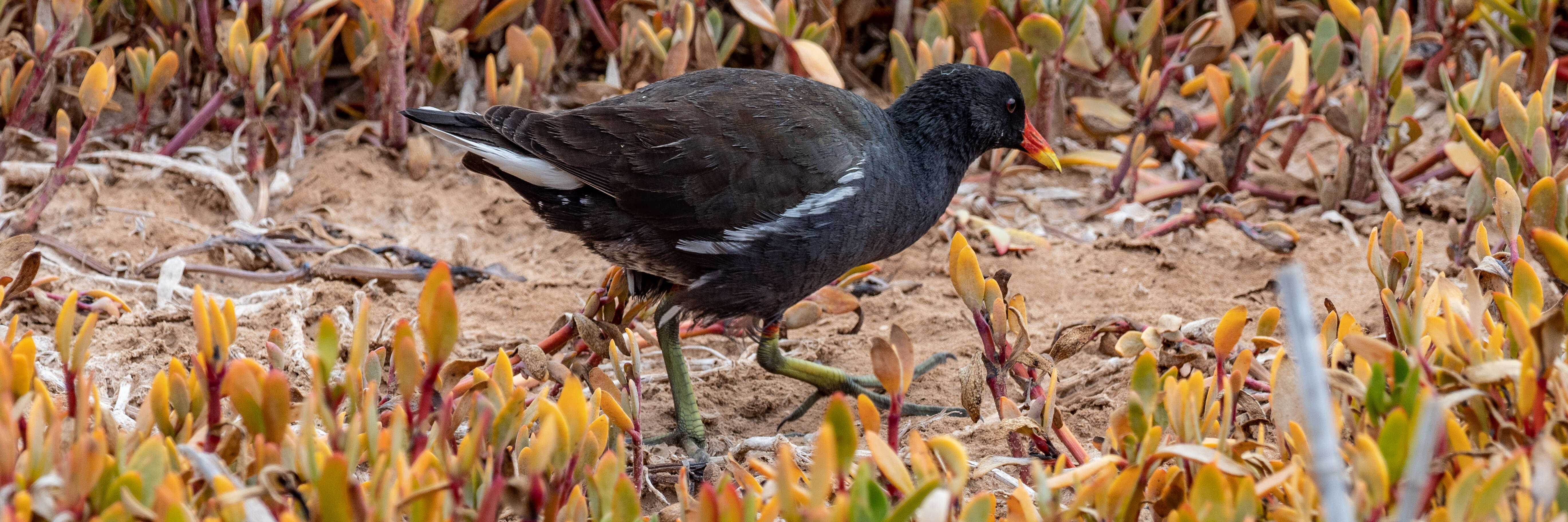 Image of Common Moorhen