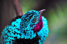 Image of Spangled Cotinga