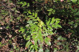 Image of Hollyleaved barberry