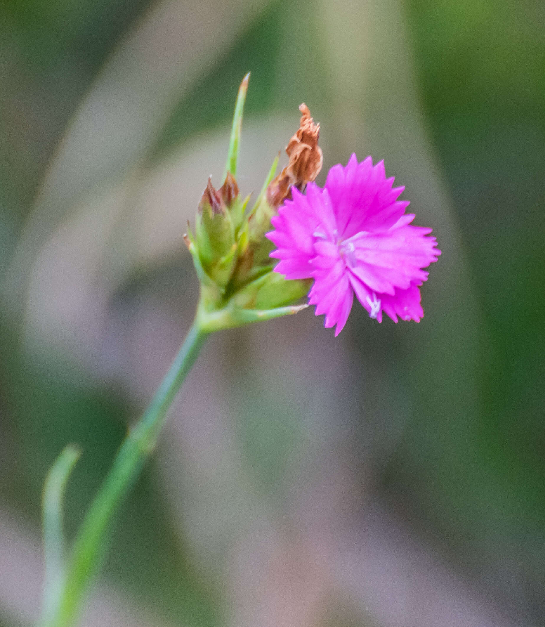 Image of carthusian pink