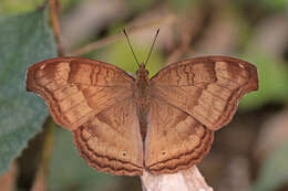 Image of chocolate pansy