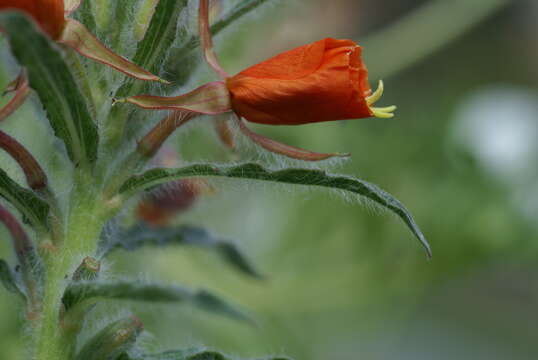 Image of Oenothera versicolor Lehm.