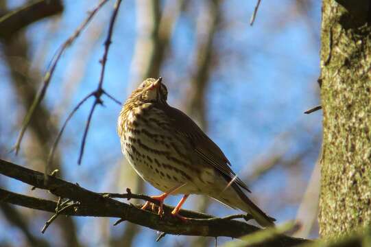 Image of Song Thrush