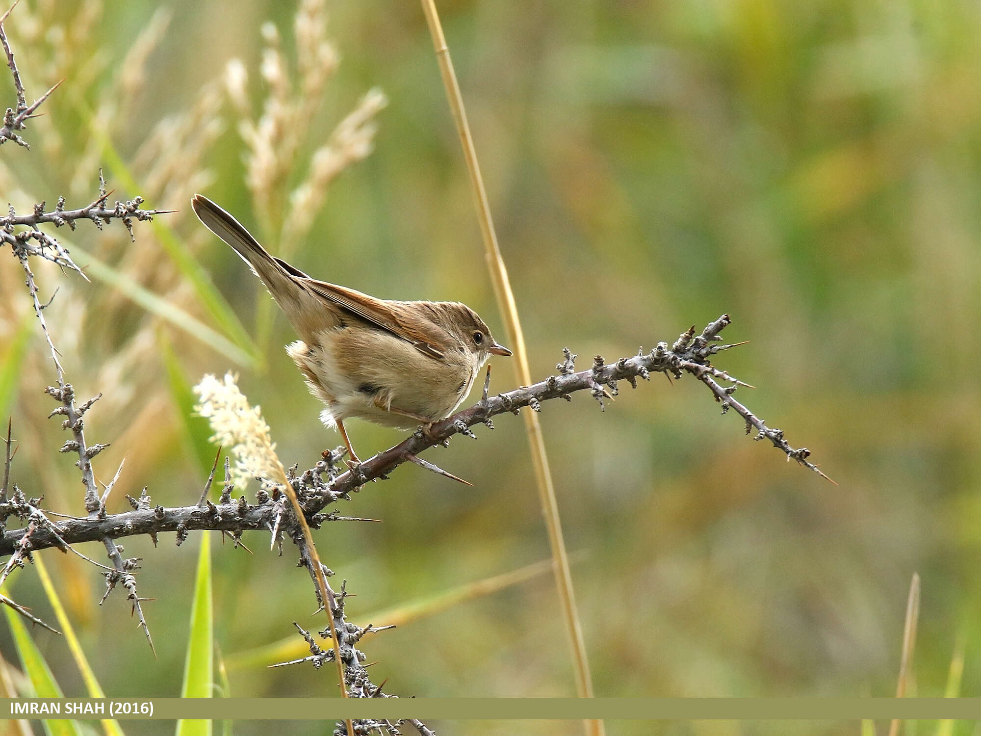 Image of Sylvia communis