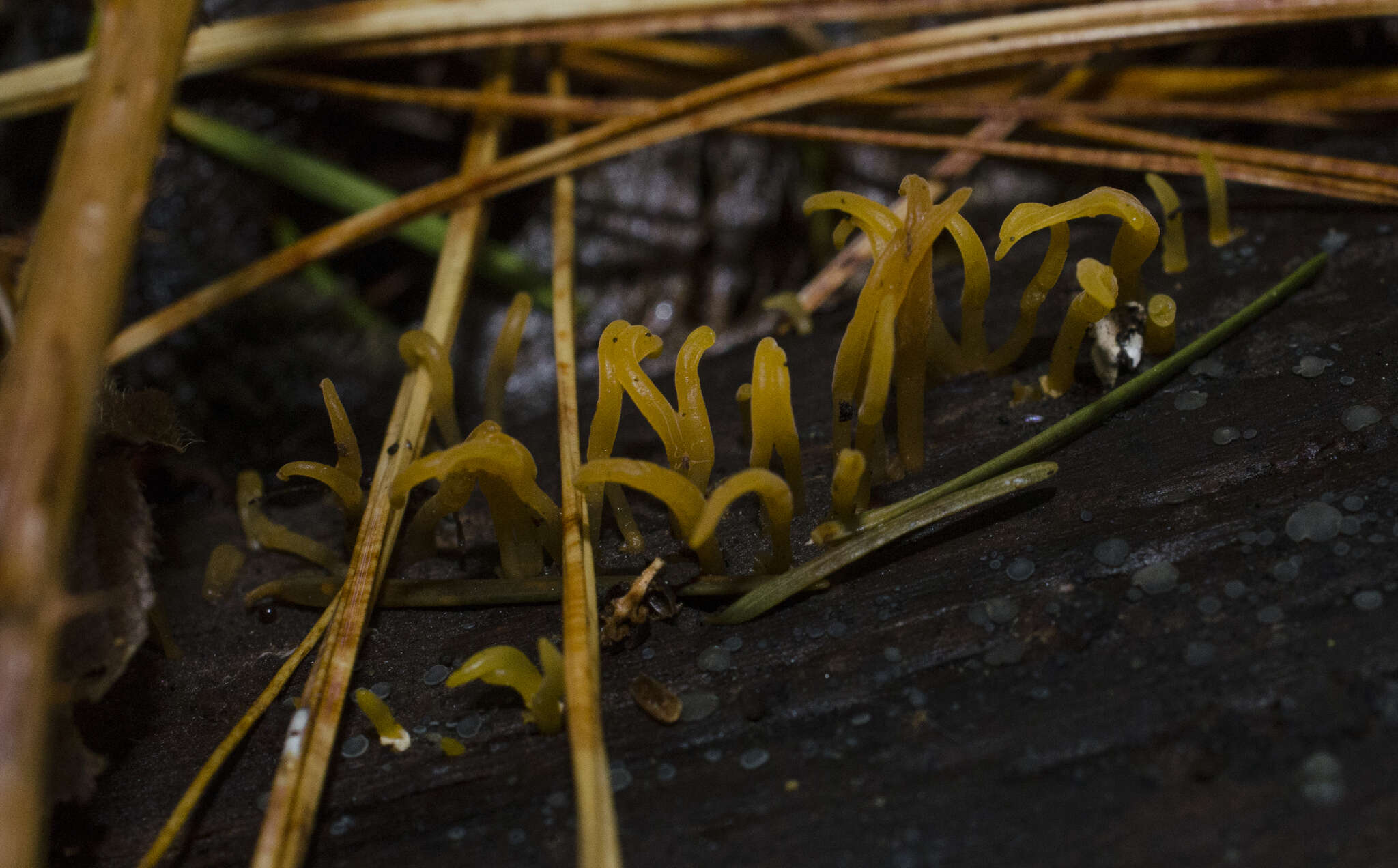 Image of Calocera cornea (Batsch) Fr. 1827