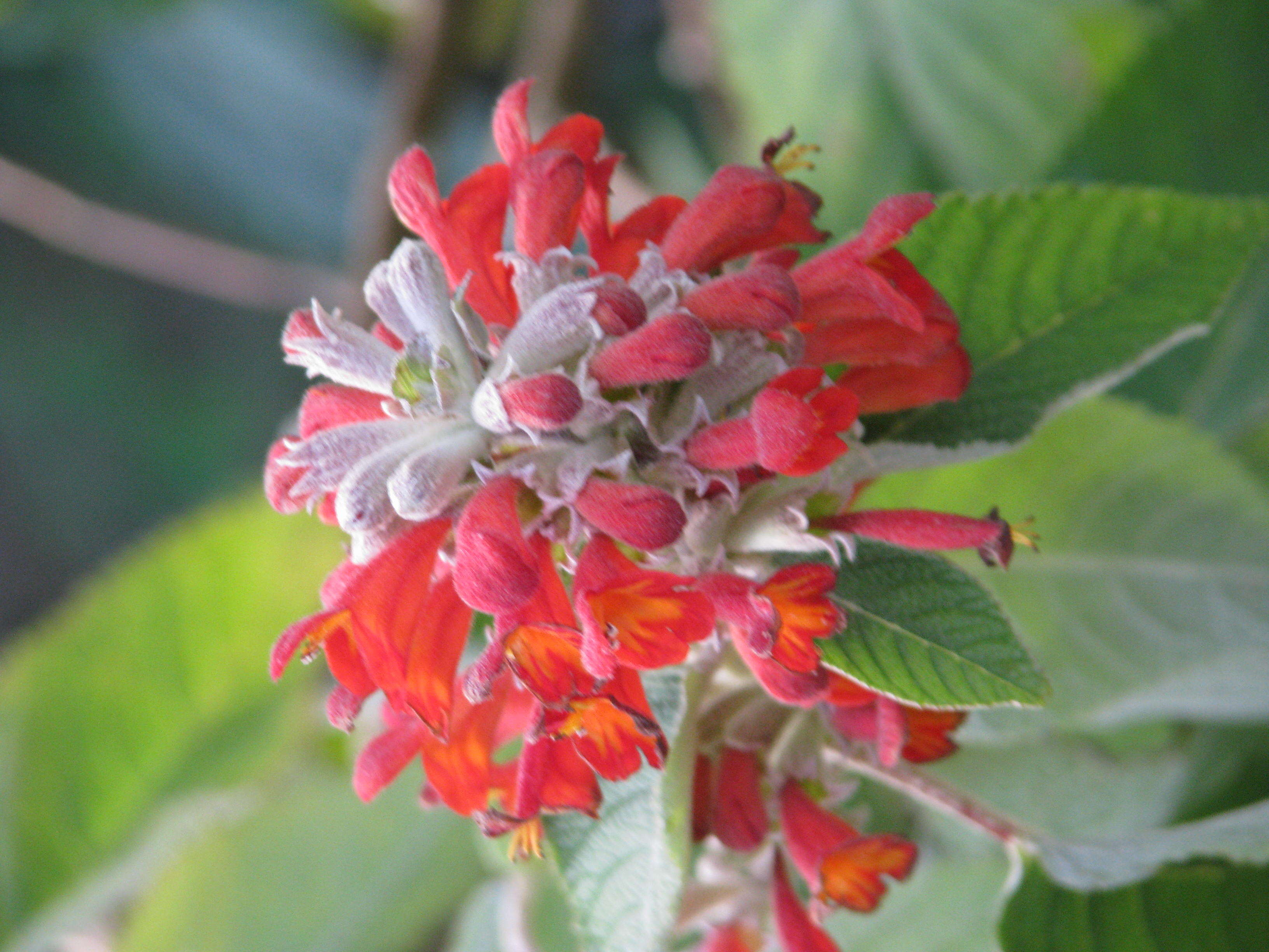 Image of Colquhounia coccinea Wall.