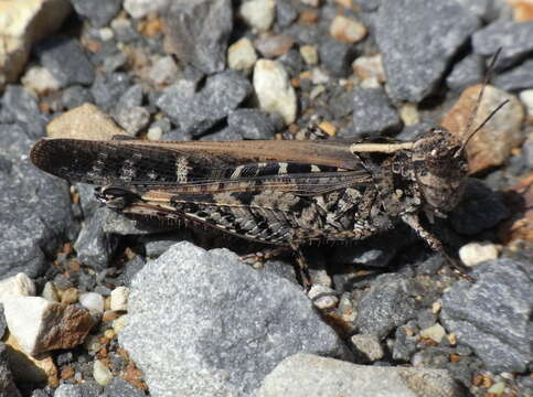 Image of Heteropternis obscurella (Blanchard & E. 1853)