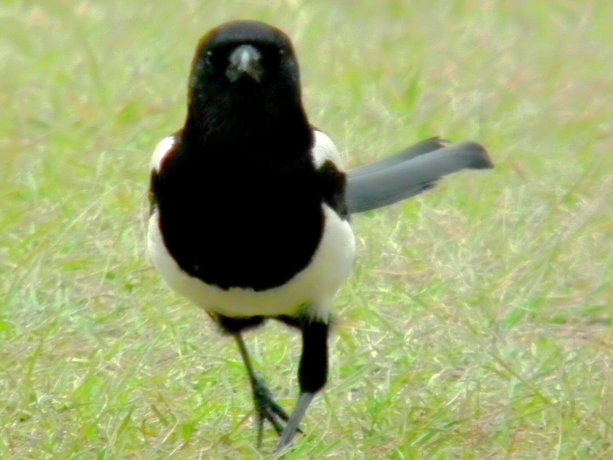 Image of Oriental Magpie