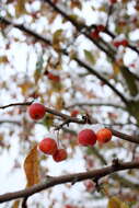 Imagem de Malus sylvestris Mill.