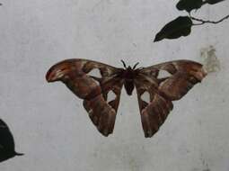 Image of atlas moth