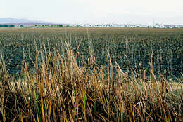 Image of broadleaf cattail