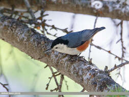 Слика од Sitta leucopsis Gould 1850